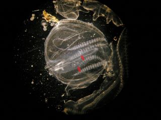 A comb jelly with two larval jellies trapped inside its body