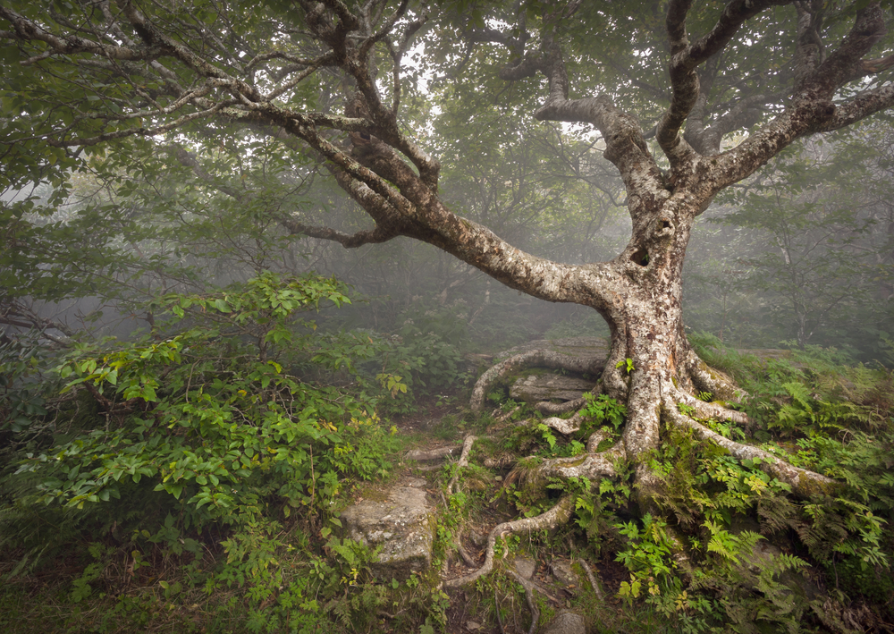 forest