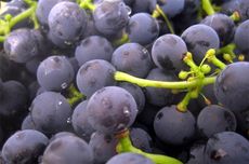 whole bunch winemaking