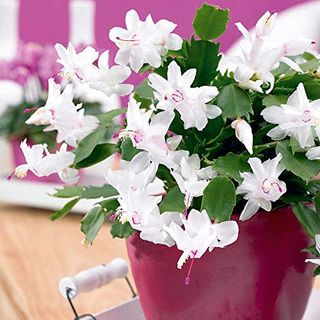 Christmas Cactus - Schlumbergera White Flowers - Arrives a in 10cm Pot