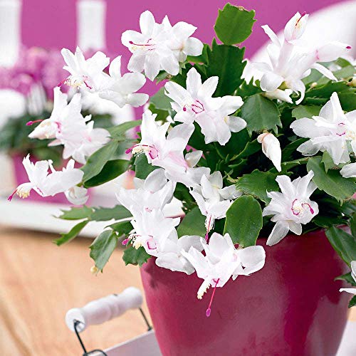 Christmas Cactus - Schlumbergera White Flowers - Arrives a in 10cm Pot