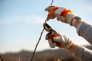 winter pruning