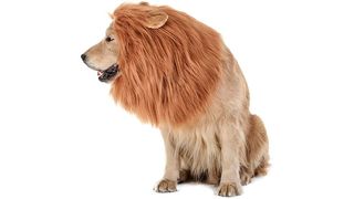 Dog in lion costume