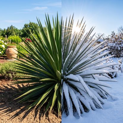 Yucca plant in summer and winter