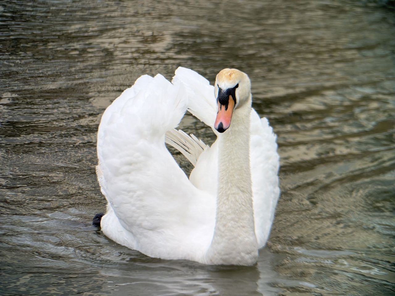 An image of a swan shot on the Sandmarc tele 10x lens