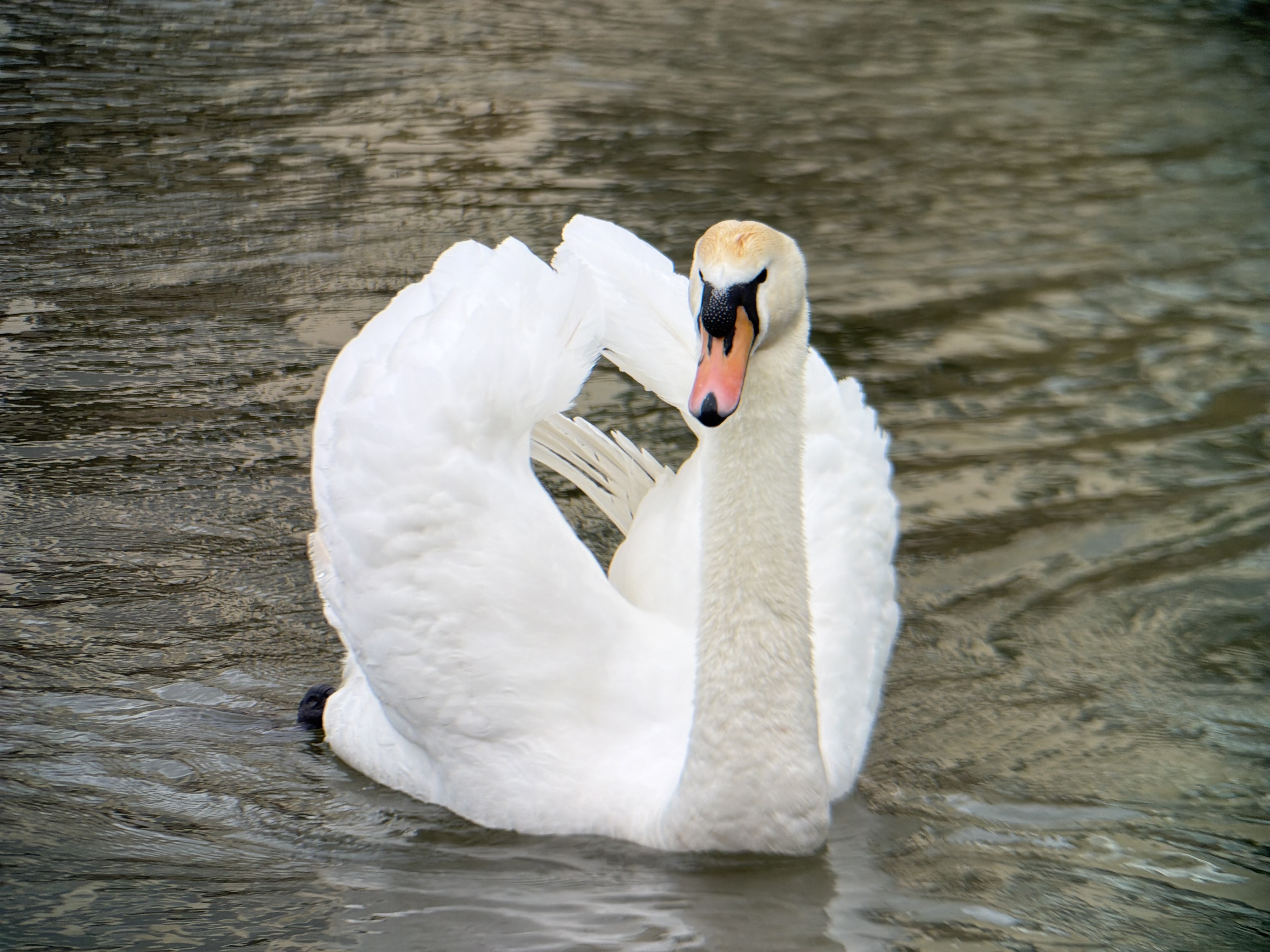 An image of a swan shot on the Sandmarc tele 10x lens