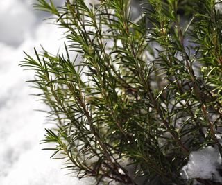 Closeup of rosemary plant in snow