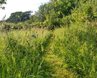 A mowed path through a meadow