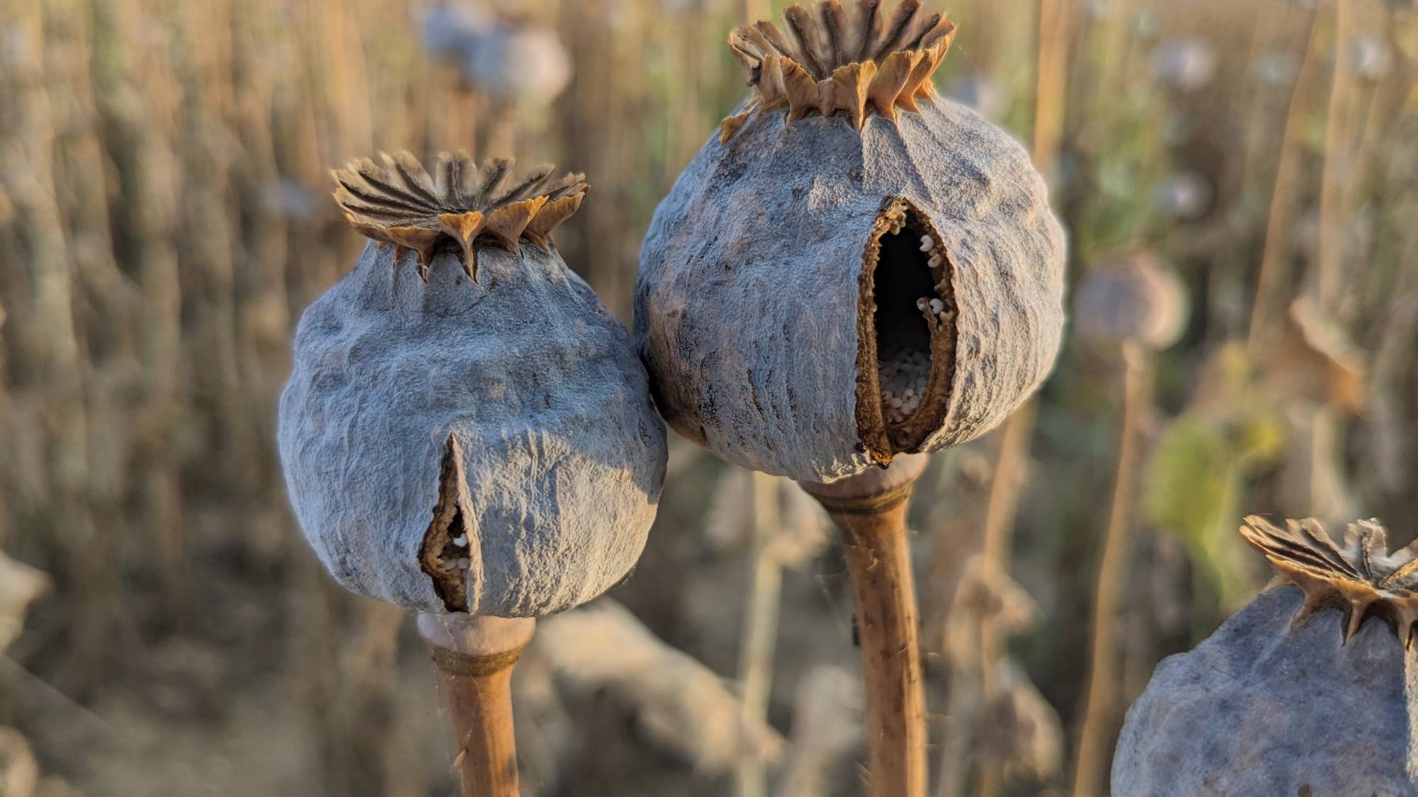 Dried poppy seed heads on plants