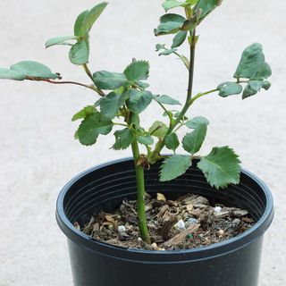 rose cutting planted in a pot