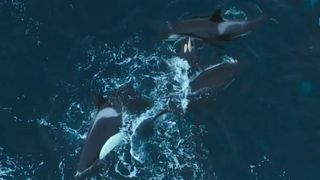 a young orca calf surrounded by adults attacking it