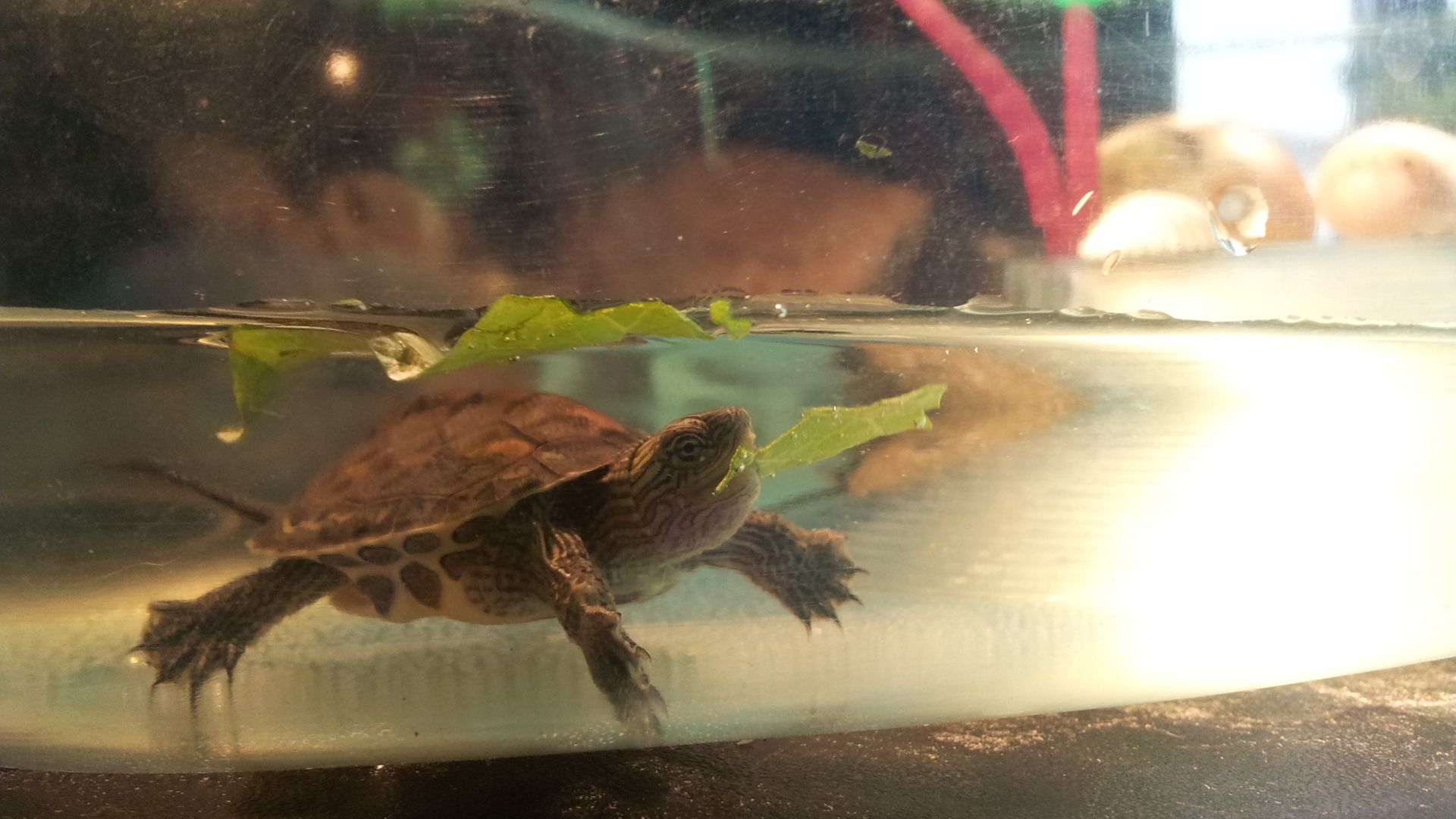 turtle swimming in aquarium