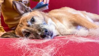 Dog being brushed and shedding a lot