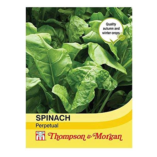 Thompson &amp;amp; Morgan - Vegetable - Spinach Perpetual - 250 Seeds