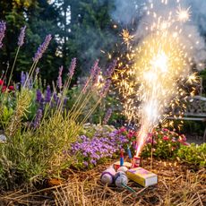 Lit fireworks in a garden next to a lavender plant