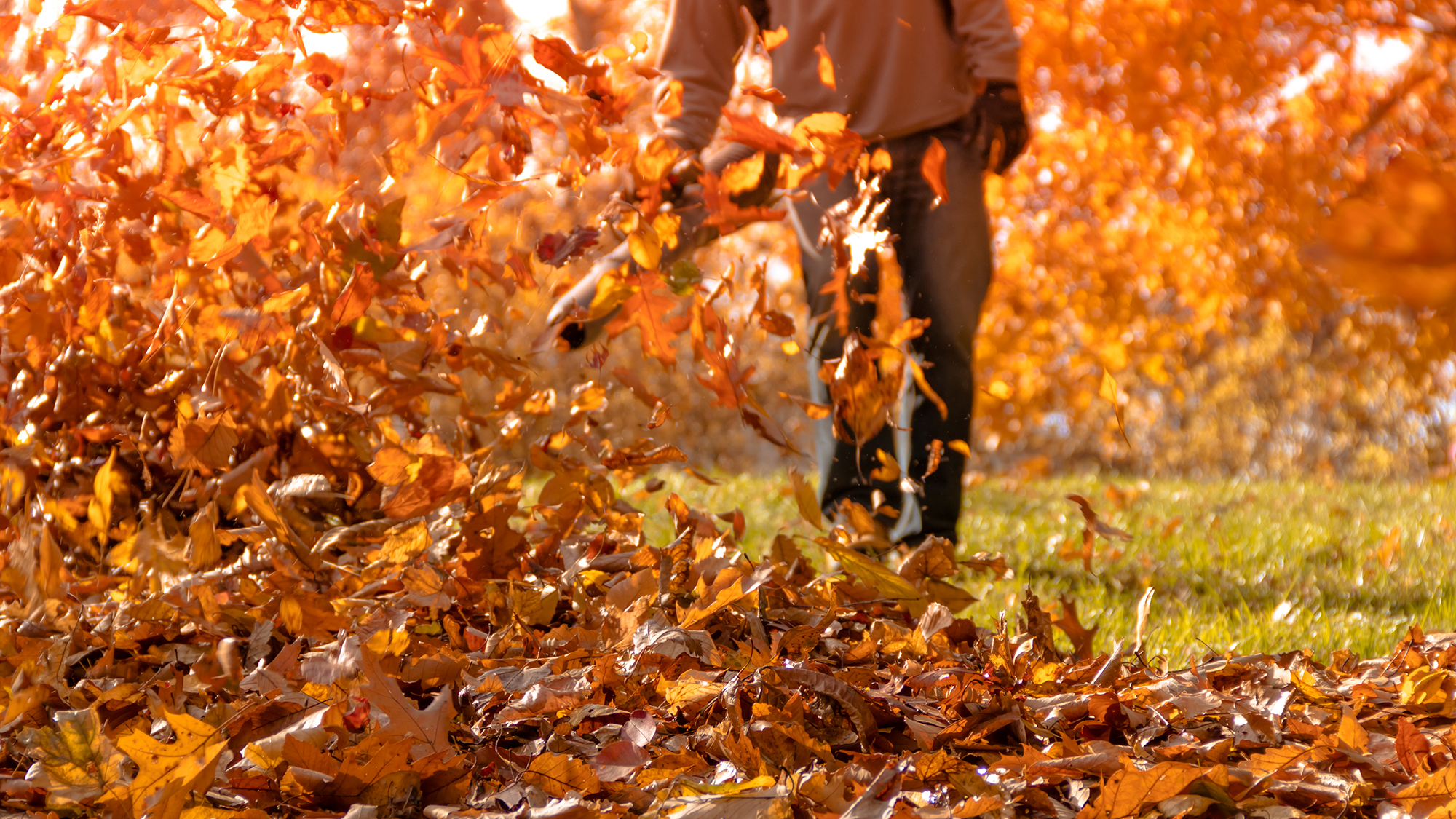 Leaf blower shown on side yard blowing fallen leaves into a pile