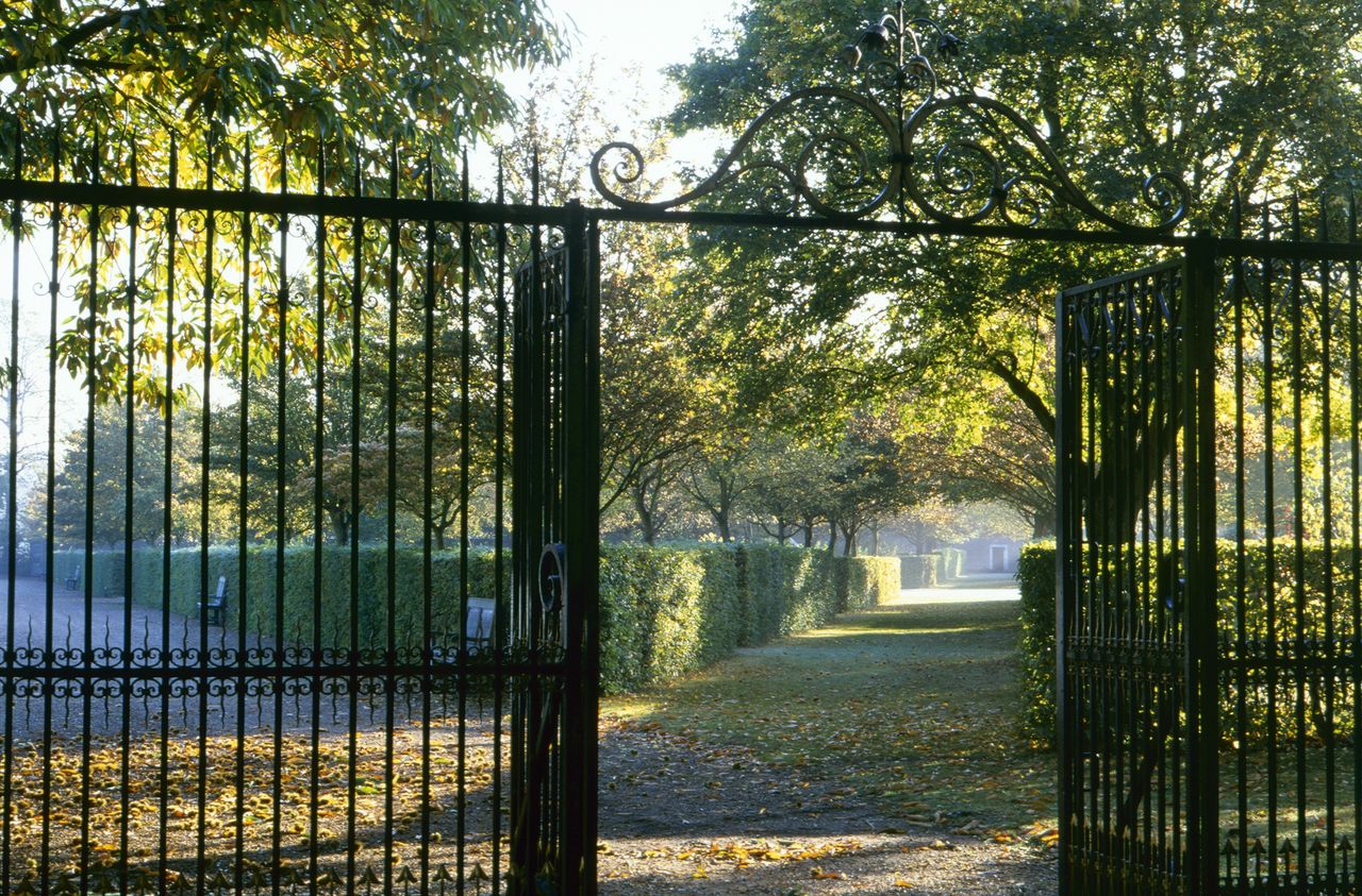 Field maples rise out of the hornbeam hedges of the wilderness at Ham House. ©2003 Country Life / Clive Boursnell