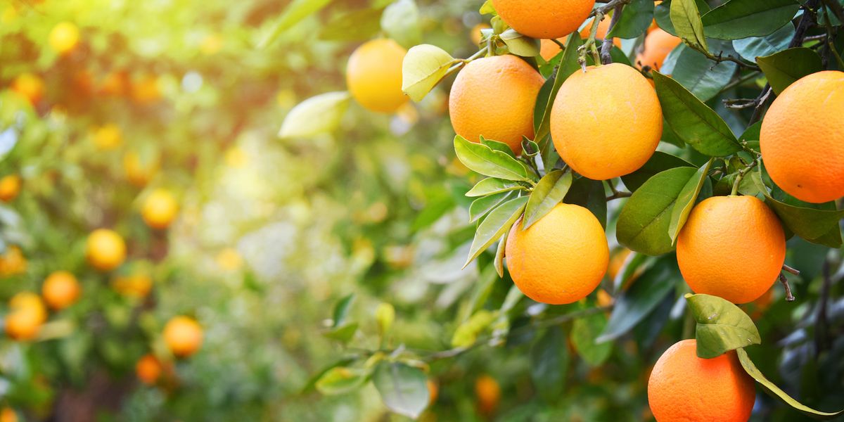 Discover the Vibrant World of Citrus Fruits