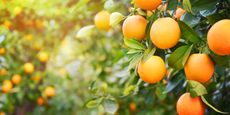 Orange grove