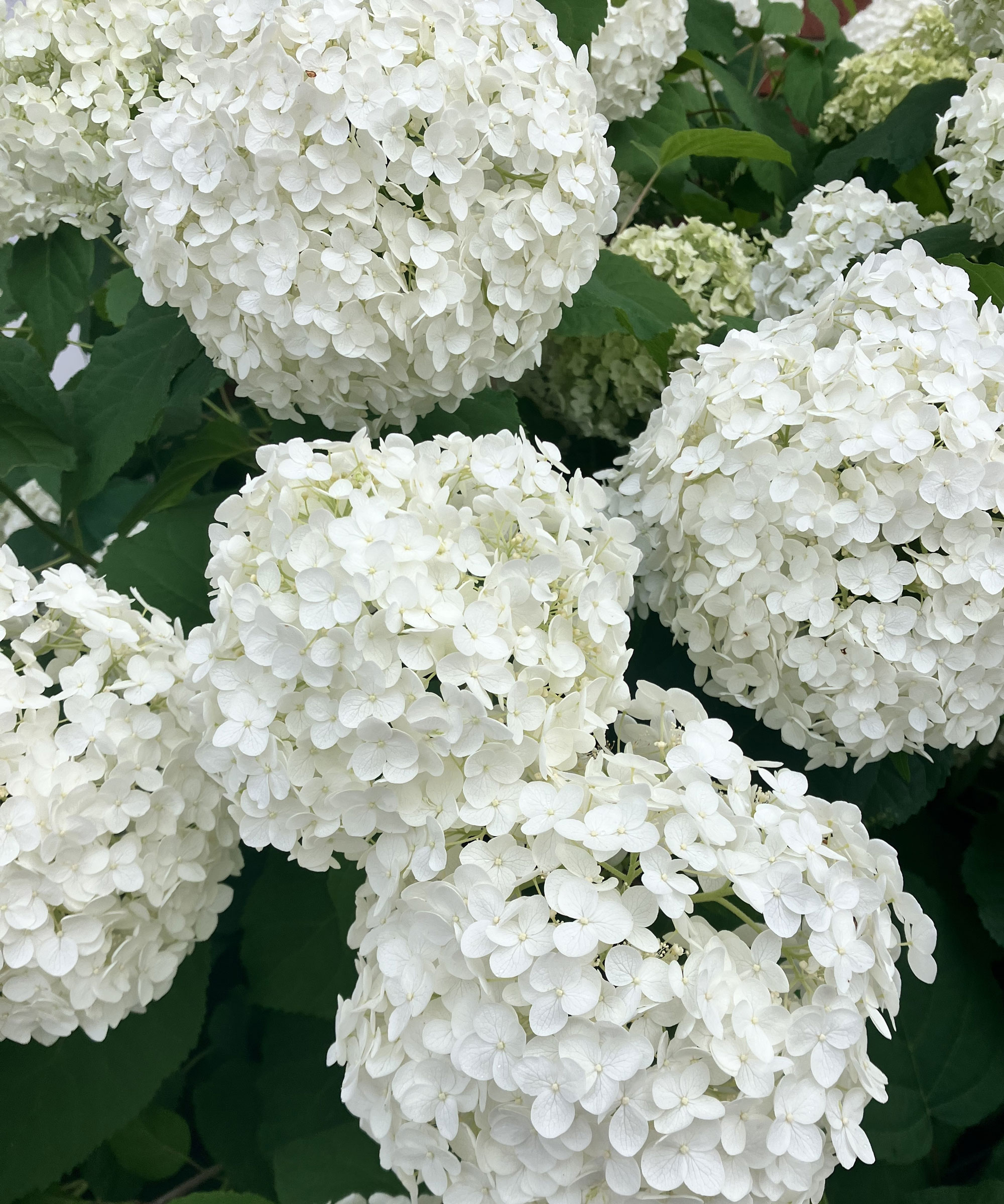 native hydrangea Invincibelle Wee White