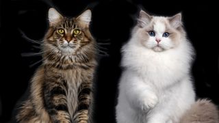 Maine Coon vs ragdoll on black background