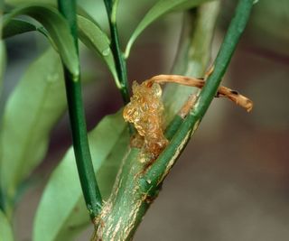 lemon tree showing signs of Phytophthora rot