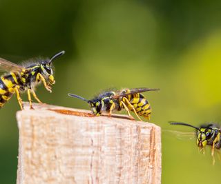 three wasps close-up