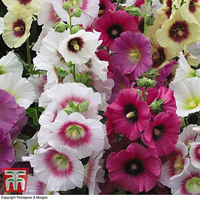 Hollyhock Halo mixed seeds (National Trust) at Thompson &amp; Morgan