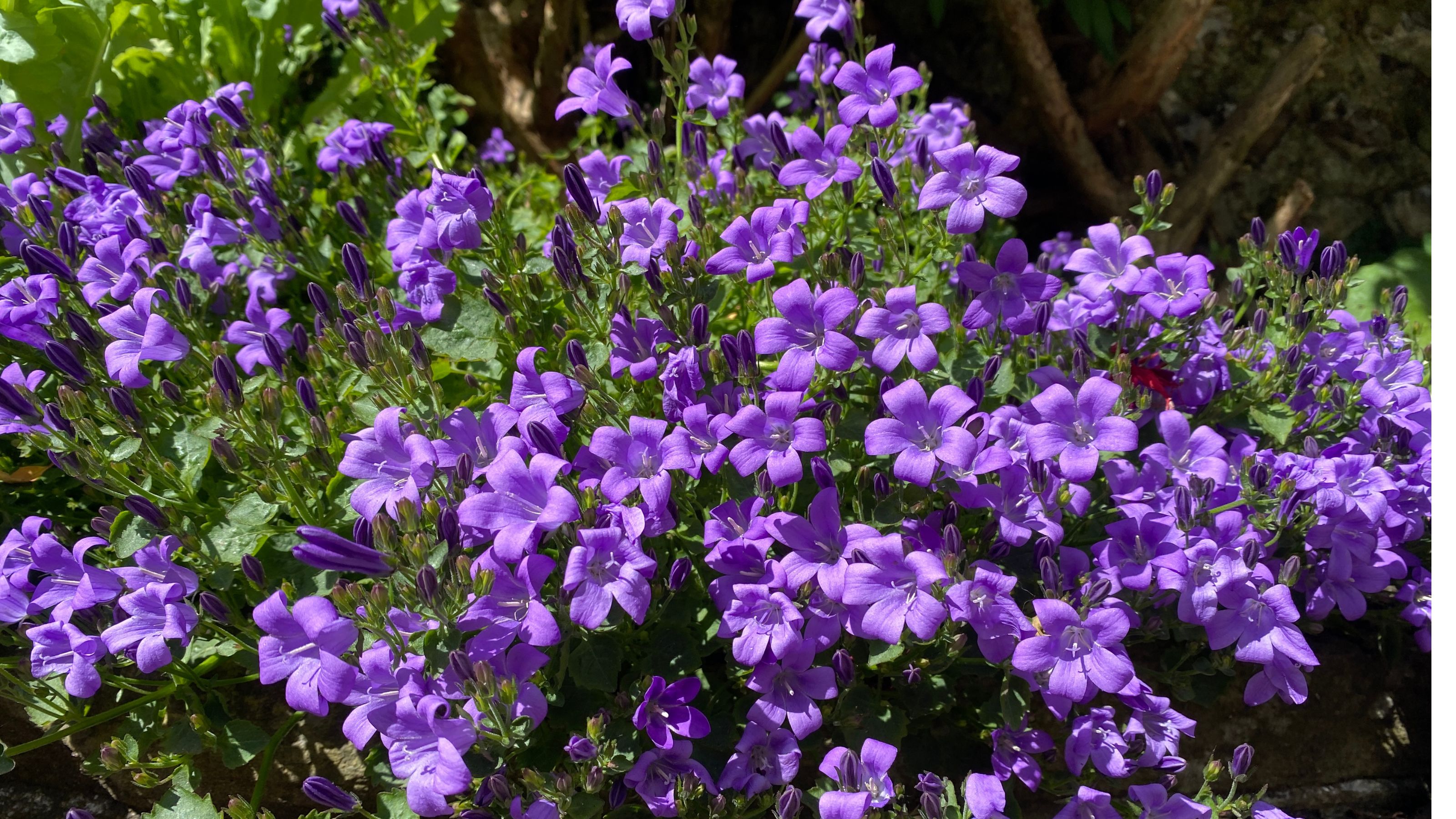 Purple campanula flowers