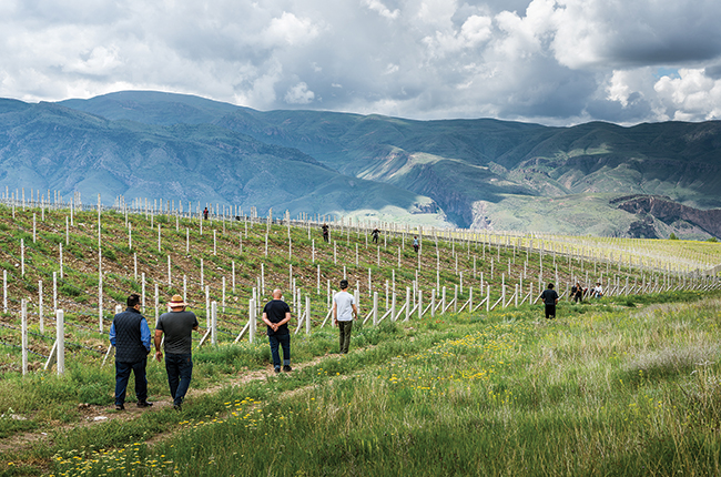 Yacoubian-Hobbs estate vineyard