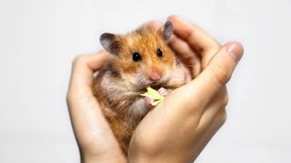 hamster eating in-between hands