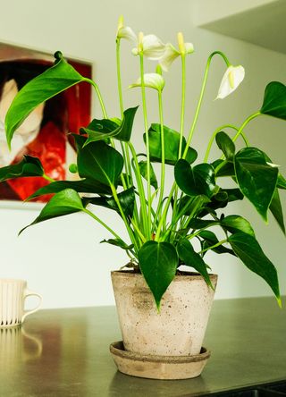 peace lily on kitchen counter