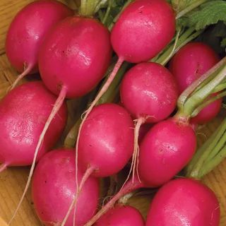 Pink Beauty radish Burpee