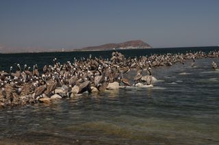 Brown pelicans that abandoned their nesting grounds gather in Baja California, waiting for the right conditions to migrate.