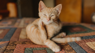 cat scratching on rug