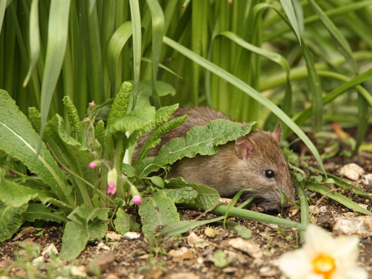 Rats In The Garden Do Rats Rummage In Gardens And Where Do Rats Live In The Garden Gardening Know How