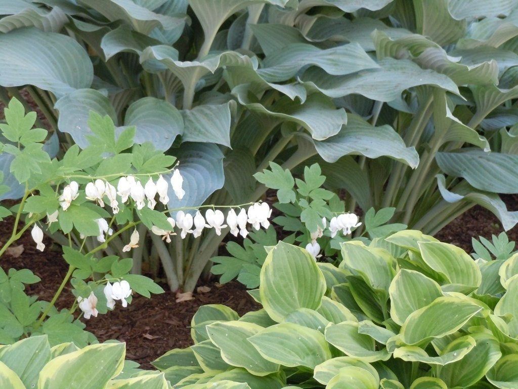 shade plants