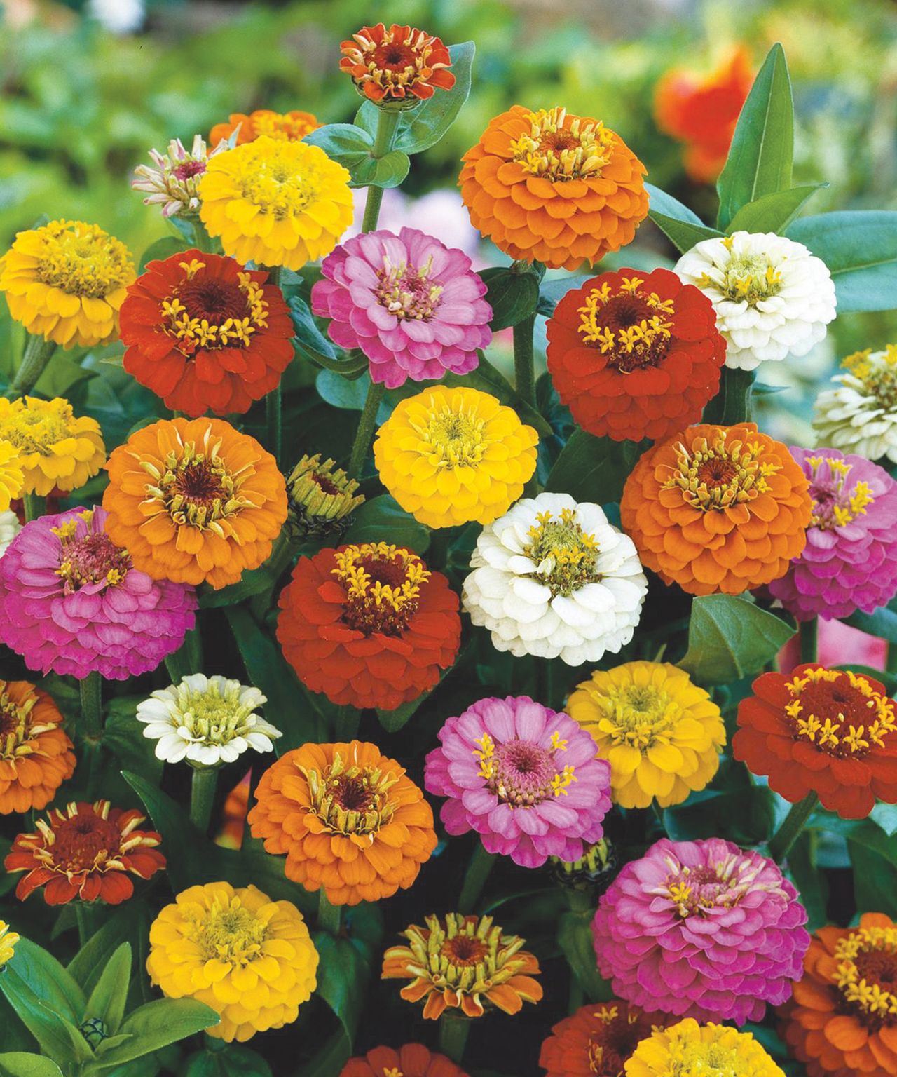 Types of zinnia: 16 uplifting varieties to grow on your plot | Gardeningetc