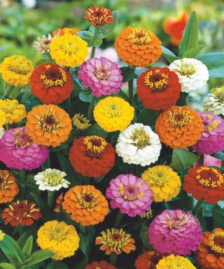 Zinnia Lilliput Mix in flower in garden