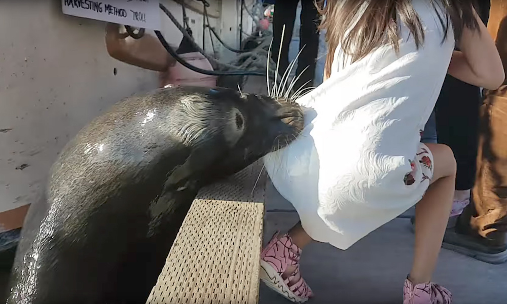 Terrifying Video Why a Sea Lion Pulled a Little Girl into the Water