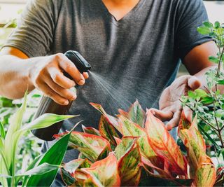 Homemade bug spray