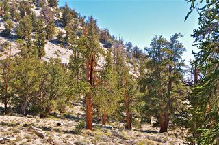Great Basin Bristlecone pine trees