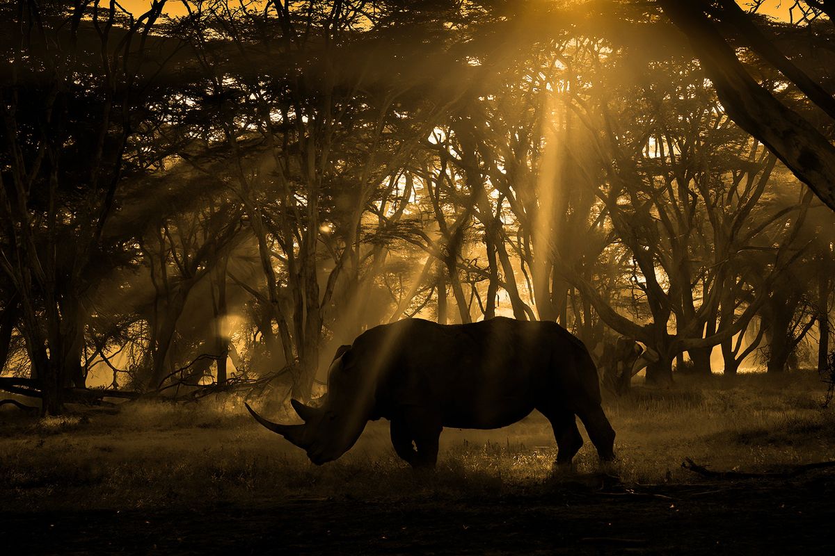 Silhouette of rhino in a forest with golden light filtering through the canopy 