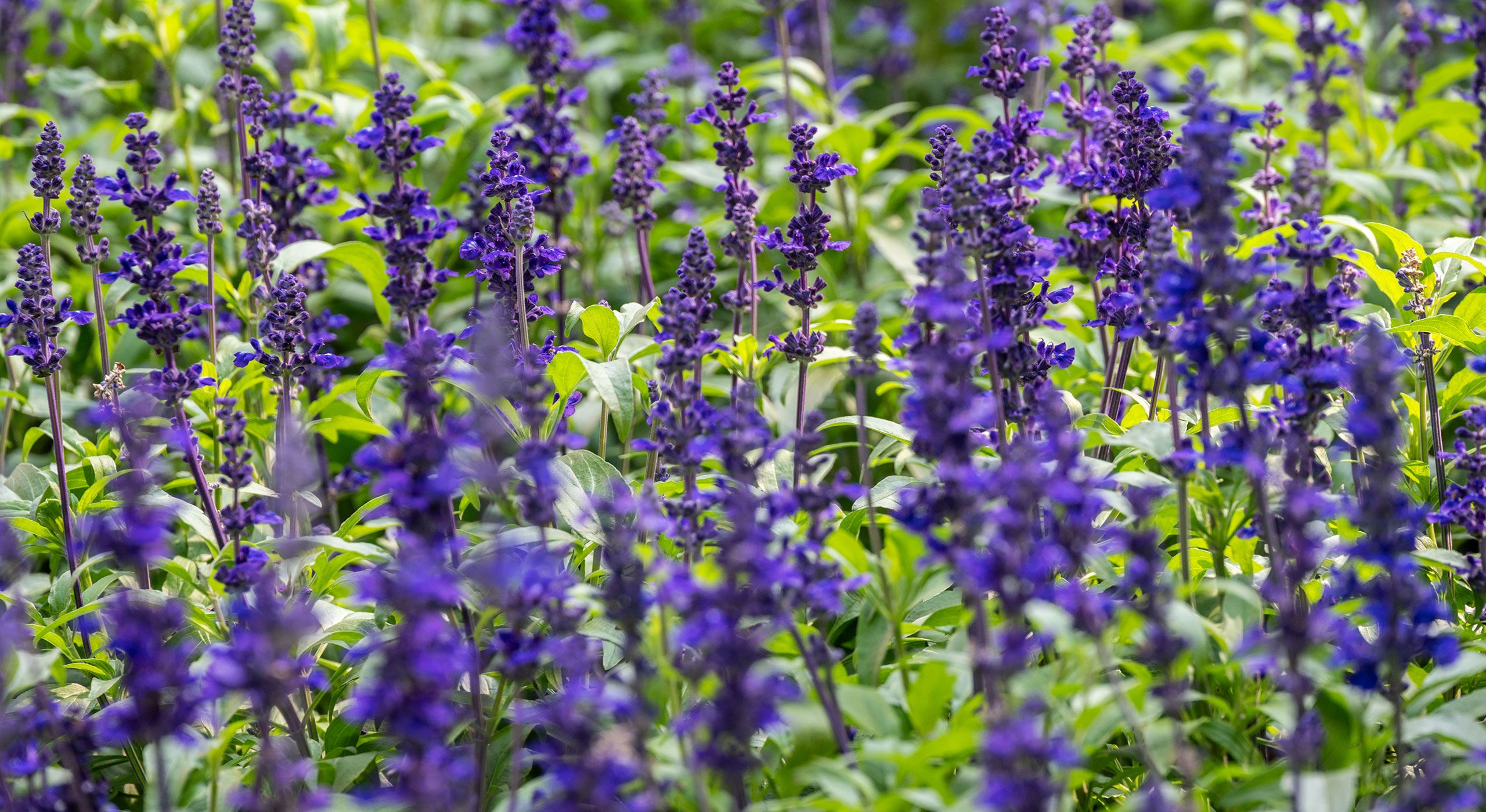 What to Do With Salvia in September – 6 Essential Jobs to Keep Plants Blooming Into Fall