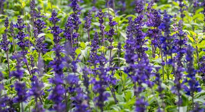 Blue Salvia in the garden