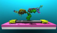 biology, materials, physics, lyme disease, nanotechnology, nanotubes, Lyme disease