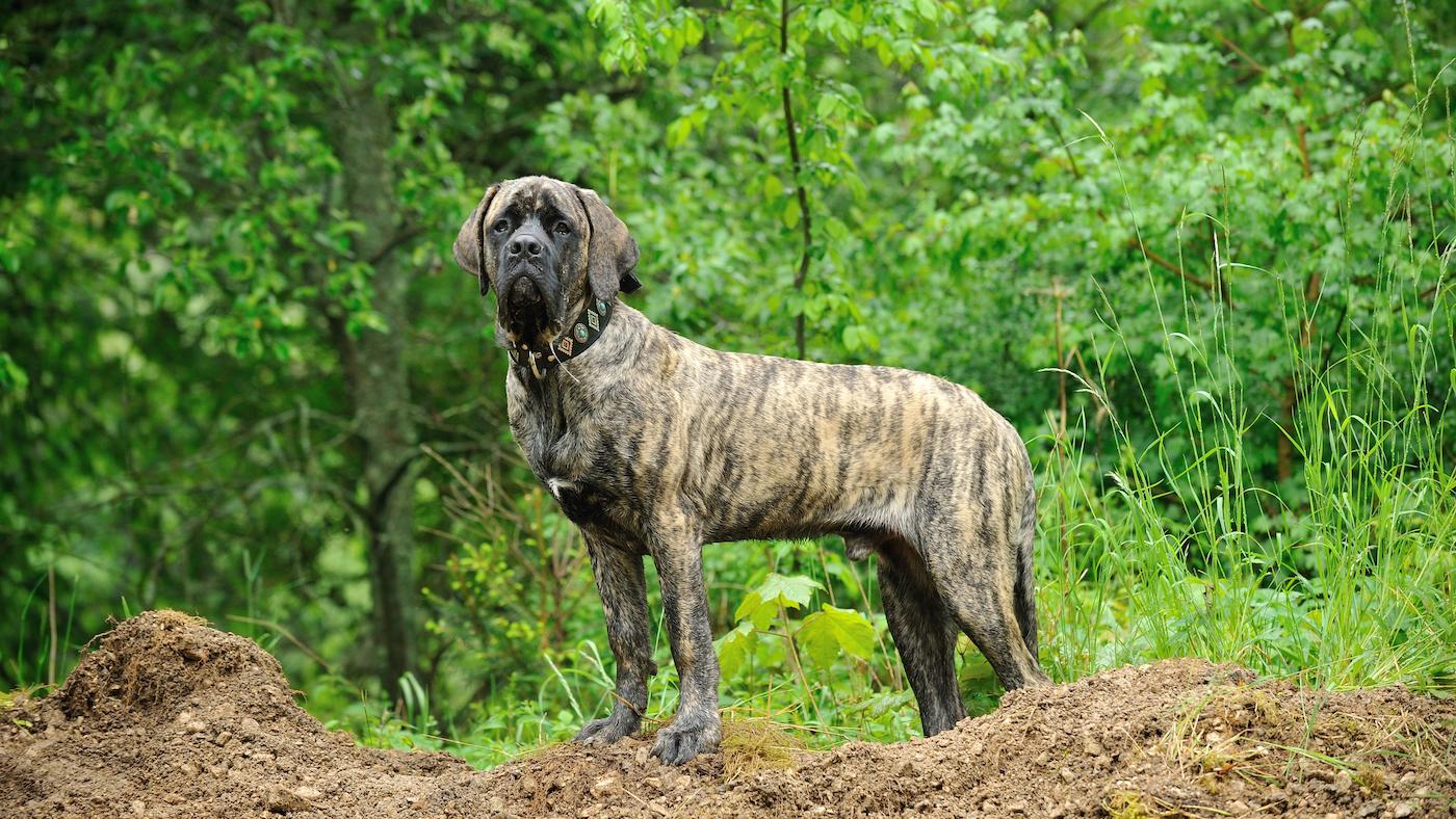 Old English Mastiff: huge dog