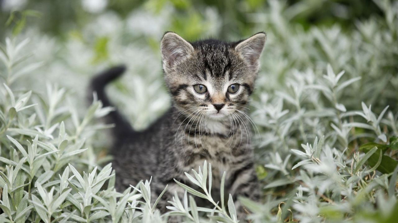 Cat safe plants