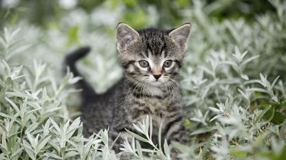 Cat safe indoor plants: 10 feline-friendly plants to grow