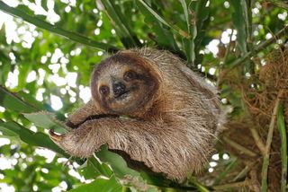 A three-toed sloth in Costa Rica.